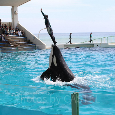 シャチと触れ合えるのはごく限られたイベントのみ