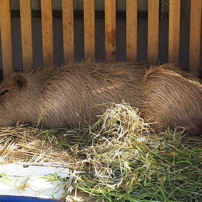 気持ちよさそう……