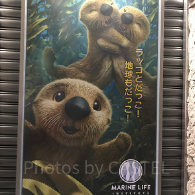 ファインディング・ドリーにも登場したキャラクターにもあえるかも！