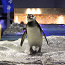 【すみだ水族館】混雑する時期・時間帯は？混雑回避の攻略法を徹底解説！