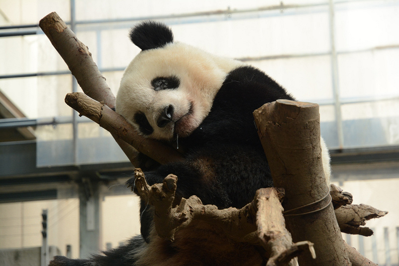 【上野動物園】おすすめ駐車場8選！安くて近い駐車場を入場門別に紹介、注意点や料金比較も