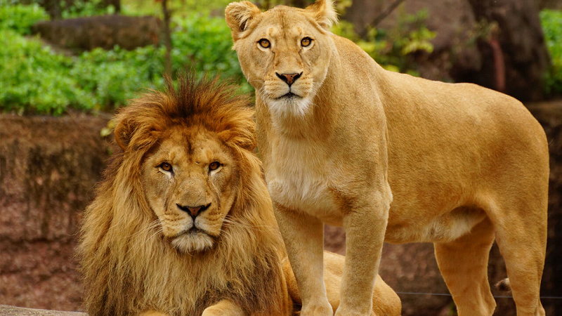 天王寺動物園の事前予約ってなに？予約が必要な日、予約方法、予約なしで遊びに行く方法を紹介