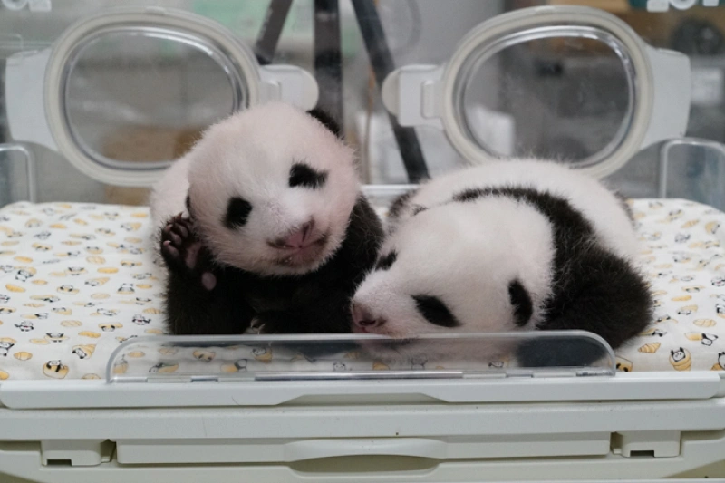 2021】上野動物園で双子パンダを解説！名前はシャオシャオ＆レイレイに