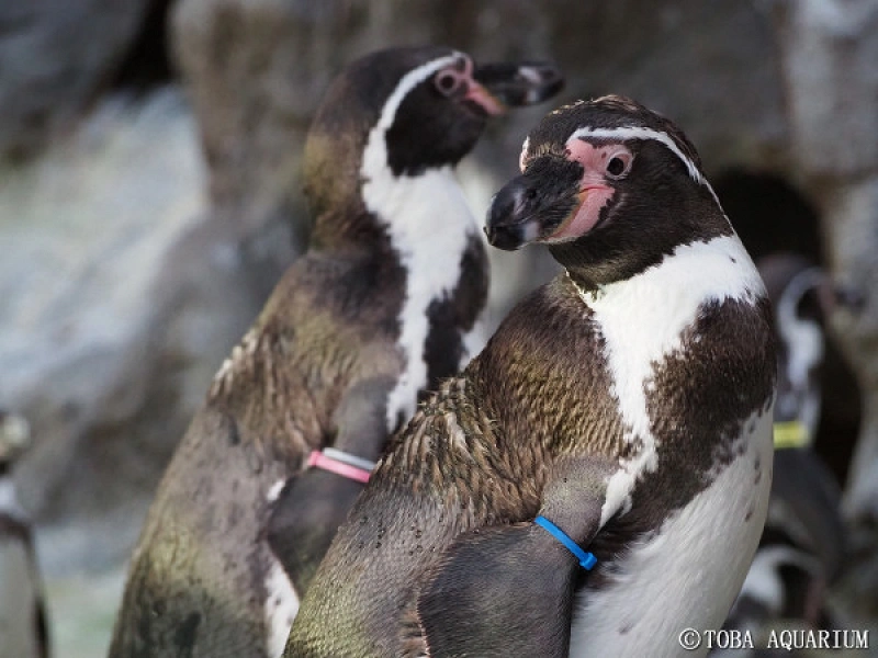 鳥羽水族館に暮らすペンギンを徹底解説！個性豊かなペンギンの