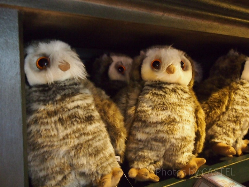 ハリーポッターフクロウ激レア大人気 映画に登場するハリーポッターが飼っているフクロウについてご紹介