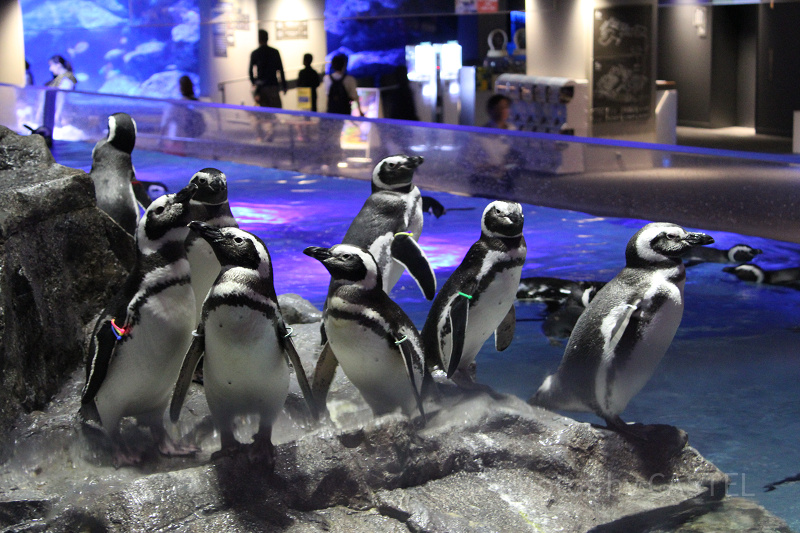 【すみだ水族館】割引情報まとめ！お得にチケットを手に入れる方法を一挙紹介♪