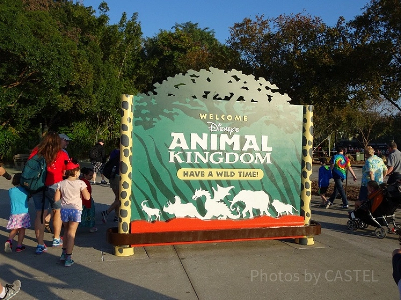 WDW「アニマルキングダム」完結編。おすすめアトラクションとショー