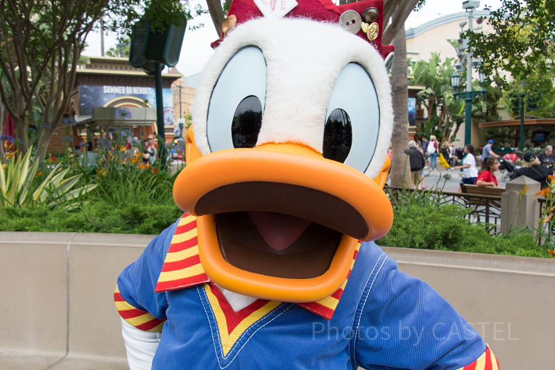 ディズニーでドナルドに会う4つの方法！グリーティング施設・フリグリ・ショーレストラン・パレード&ショー