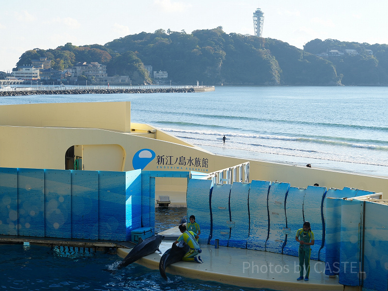 新江ノ島水族館（えのすい）徹底ガイド｜2024年クリスマス情報も！場所・営業時間・料金まとめ！おすすめのショー＆展示も！