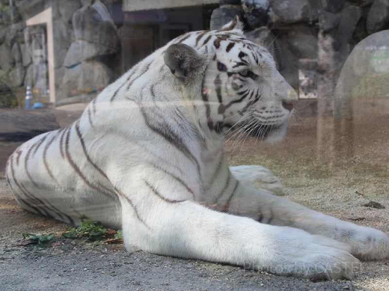 2019】東武動物公園の完全ガイド！乗り物、イベント、お土産、アクセス