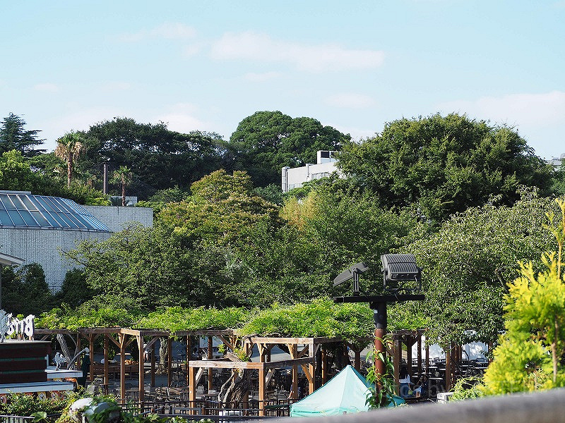 【上野動物園】シャンシャンの成長記！生まれたのはいつ？現在の混雑まとめ！