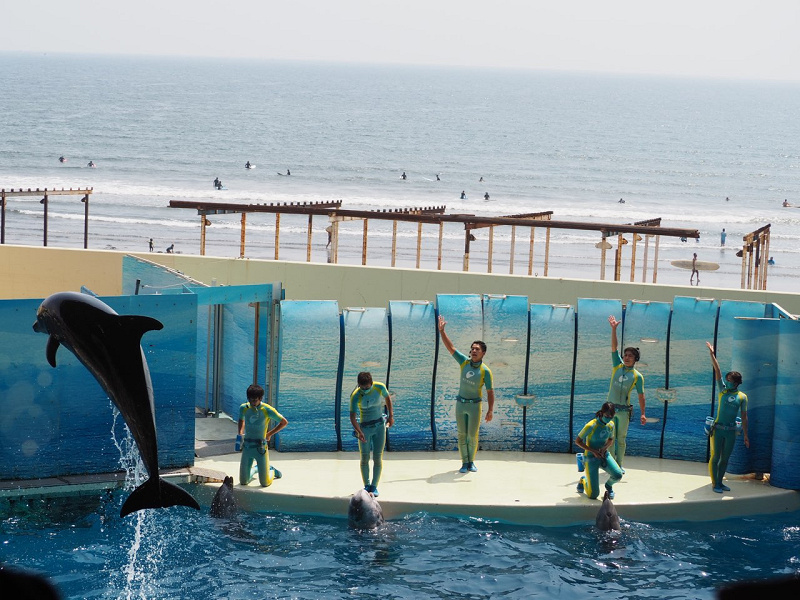 新江ノ島水族館のイルカショーを解説！大ジャンプが迫力満点！見どころ、混雑、注意点まとめ