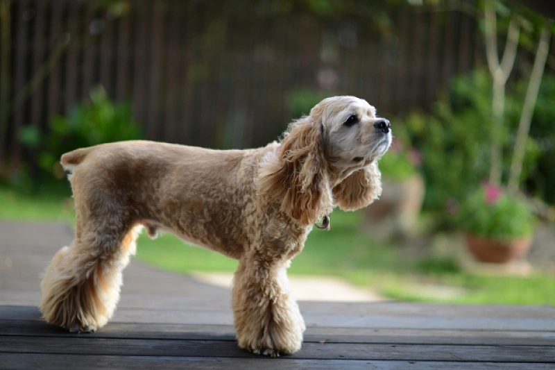 映画 わんわん物語 に登場する犬たちの犬種は 意外なトリビアも