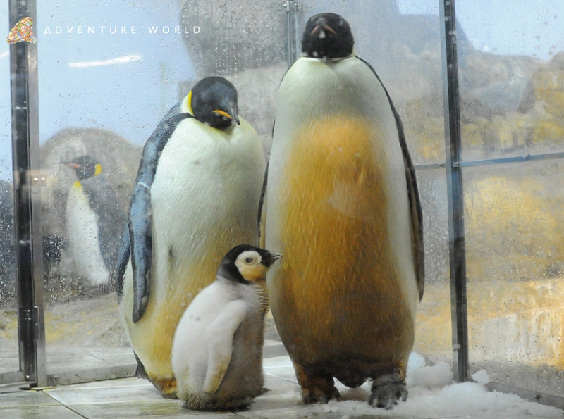 アドベンチャーワールドのペンギンを解説 全8種類の種類 人気のイベント お土産情報も