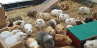 京都市動物園内のランチ事情を解説！園内レストランのメニューと値段、お弁当の持ち込みはOK？