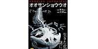 骨の髄までオオサンショウウオ| キャステル | CASTEL ディズニー情報