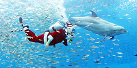 イルカと泳ぐサンタダイバー／八景島シーパラダイス| キャステル | CASTEL ディズニー情報