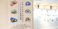 ミゾレちゃんの成長記録の展示| キャステル | CASTEL ディズニー情報