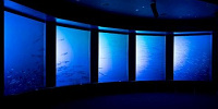 かりゆし水族館のバーチャル水槽| キャステル | CASTEL ディズニー情報