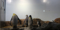ペンギンたち| キャステル | CASTEL ディズニー情報