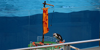 イルカたちのプレゼンター役を務めるペンギン| キャステル | CASTEL ディズニー情報