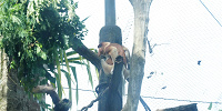 シンガポール動物園：テングザル| キャステル | CASTEL ディズニー情報