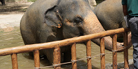 シンガポール動物園：餌やり体験も充実| キャステル | CASTEL ディズニー情報