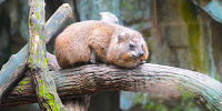 シンガポール動物園：営業時間| キャステル | CASTEL ディズニー情報