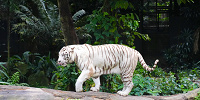 シンガポール動物園：ホワイトタイガー| キャステル | CASTEL ディズニー情報