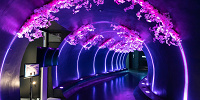 エントランスに続く夜桜のトンネル| キャステル | CASTEL ディズニー情報