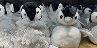 皇帝ペンギンSぬいぐるみ（アクアパーク品川グッズ）| キャステル | CASTEL ディズニー情報