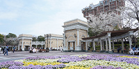 ウォーターフロントパークの桜| キャステル | CASTEL ディズニー情報
