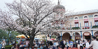 スウィートハート・カフェ前の桜| キャステル | CASTEL ディズニー情報