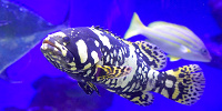 新江ノ島水族館（えのすい）：「新」がつく理由| キャステル | CASTEL ディズニー情報