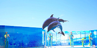 新江ノ島水族館（えのすい）：料金| キャステル | CASTEL ディズニー情報