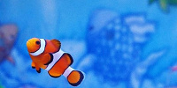 ニモ＆フレンズ・シーライダーのルートと登場キャラクター| キャステル | CASTEL ディズニー情報