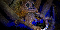 ハリポタ映画：アクロマンチュラはどんな魔法生物？| キャステル | CASTEL ディズニー情報