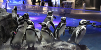 すみだ水族館の割引情報| キャステル | CASTEL ディズニー情報
