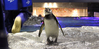 【すみだ水族館】混雑する時期・時間帯は？混雑回避の攻略法を徹底解説！