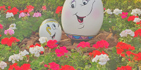 ディズニーランドのお花| キャステル | CASTEL ディズニー情報