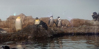 アクアパーク品川内にはペンギンたちもいますよ！| キャステル | CASTEL ディズニー情報