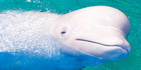 八景島シーパラダイスの「シロイルカ」| キャステル | CASTEL ディズニー情報