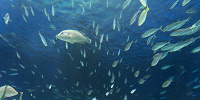 水槽内にいる大迫力の熱帯魚たち| キャステル | CASTEL ディズニー情報