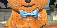 ディズニーランド・ディズニーシーで出会える確率が高い！| キャステル | CASTEL ディズニー情報