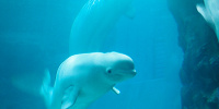 名古屋港水族館のマスコット「シロイルカ」| キャステル | CASTEL ディズニー情報