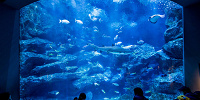 東京スカイツリータウンの水族館| キャステル | CASTEL ディズニー情報