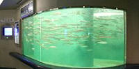 海のさかな水槽| キャステル | CASTEL ディズニー情報