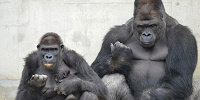 東山動物園で飼育されている霊長類| キャステル | CASTEL ディズニー情報