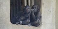 東山動物園のゴリラの歴史| キャステル | CASTEL ディズニー情報