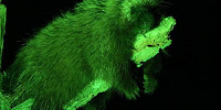 夜のカナダヤマアラシ| キャステル | CASTEL ディズニー情報